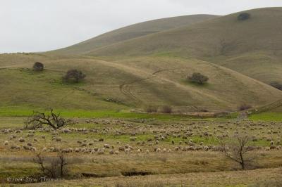 Sheep at Los Vaqueros