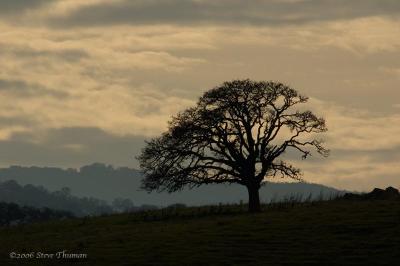 Hilltop Oak