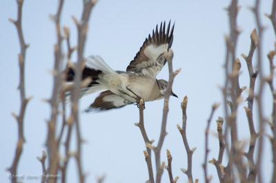 Mockingbird Landing