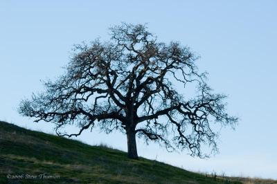 Winter Oak
