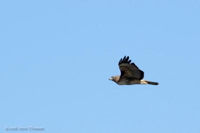 Hawk in Flight
