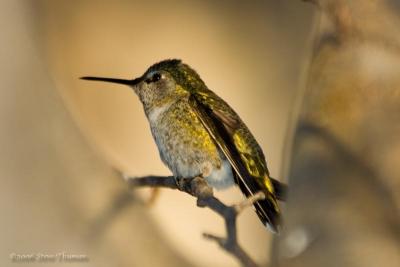 Afternoon Hummingbird