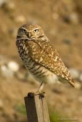 Owl with Attitude