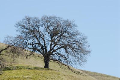 Hillside Oak