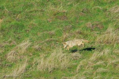 Airborn Coyote