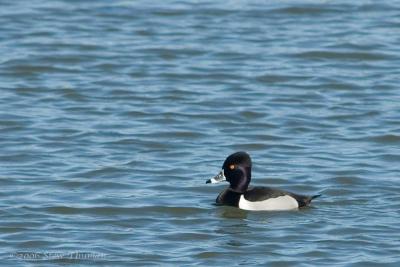 Ring-necked Duck