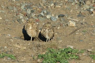 Owl Couple