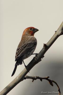 Purple Finch