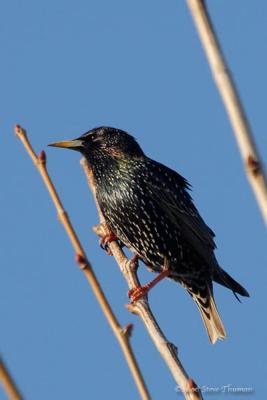 Starling