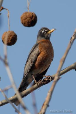 Robin Redbreast