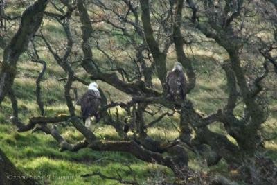 Bald Eagles