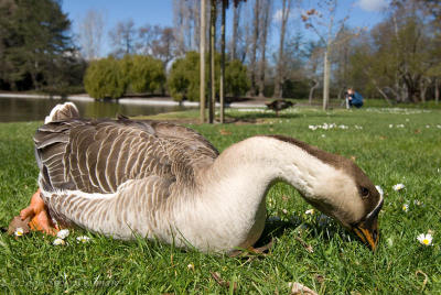 Hissing Goose