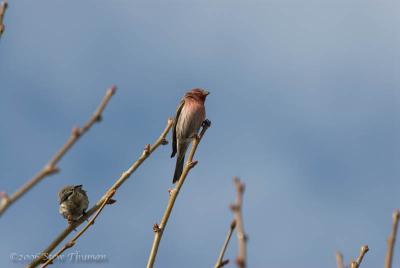 Shivering Bird?