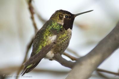 Hummingbird