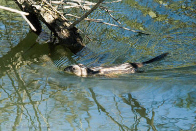 Beaver