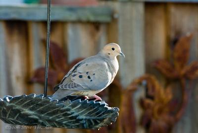 Morning Dove