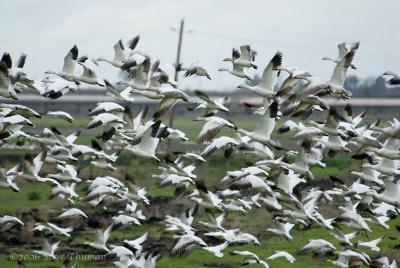 Snow Geese
