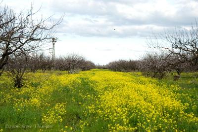 Spring Mustard