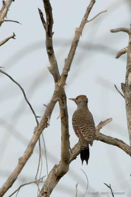 Northern Flicker