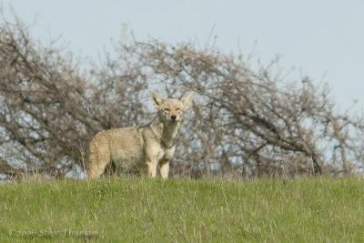 Coyote