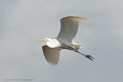 Greater Egret