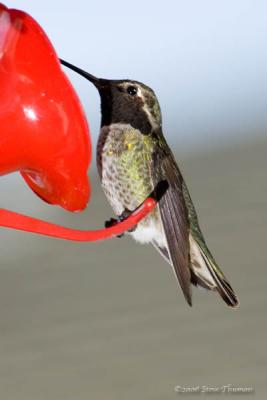 Hungy Hummer