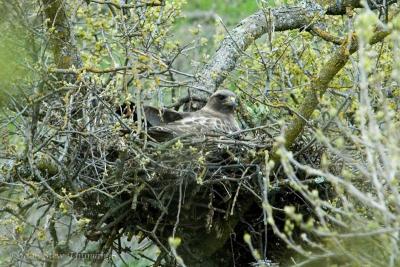 Nesting Red-tailed Hawk