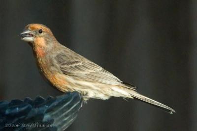 Finch