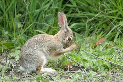 Shy Bunny
