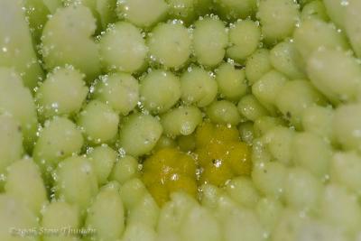Pollen Crystals