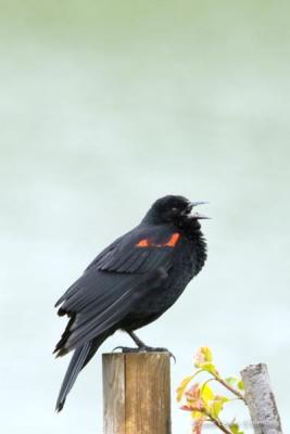 Singing in the Rain