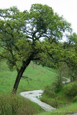 Swollen Creek