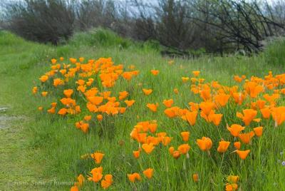 Poppy Madness