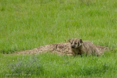 Badger