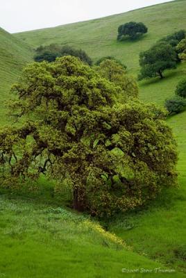 Oak and Mustard