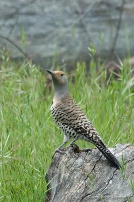 Northern Flicker