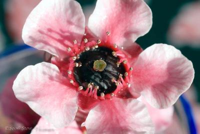 Tiny Flower