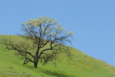 Spring Color