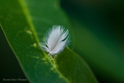 Feather