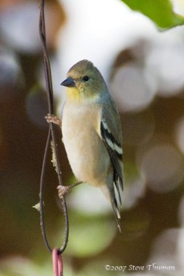 American Goldfinch