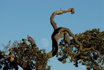 Moon and Tree