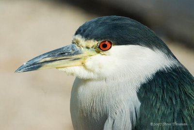 _DSC4520.jpg