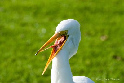 Screaming Egret