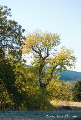 Autumn Tree at Round Valley