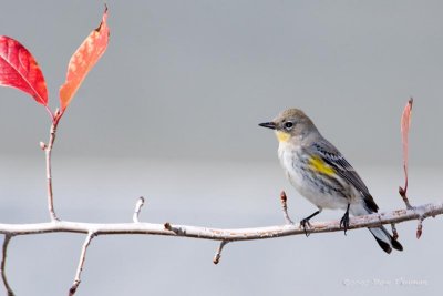 Yellow Rumped Warbler