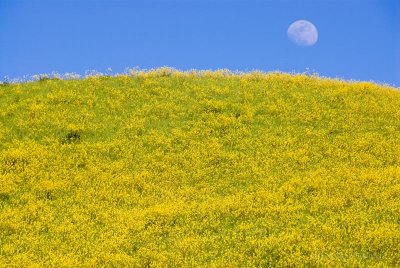 Moon and Mustard