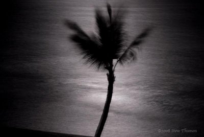 Moonlit Palm