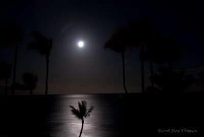 Moon and Palm