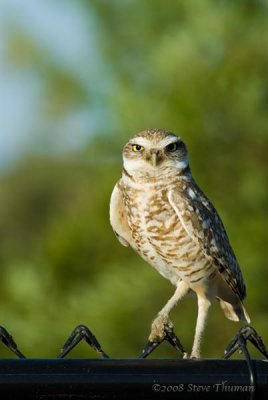 Burrowing Owl