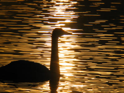 Swans  shade